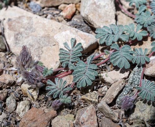 Image of Dalea neomexicana by (c) Andrew Tree, some rights reserved (CC BY)