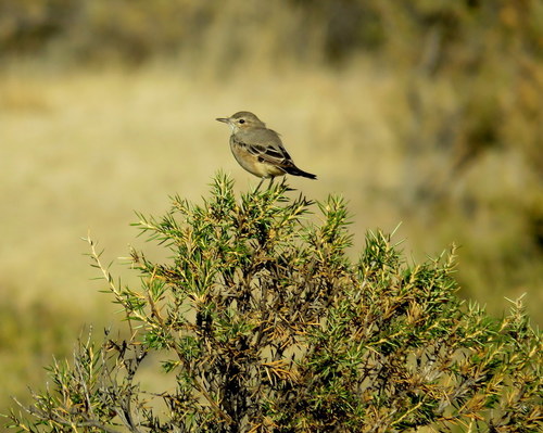 Agriornis murinus