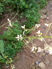 Desmodium lindheimeri