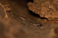 Hemidactylus coalescens image