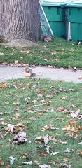 Sciurus niger