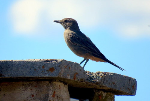 Agriornis lividus