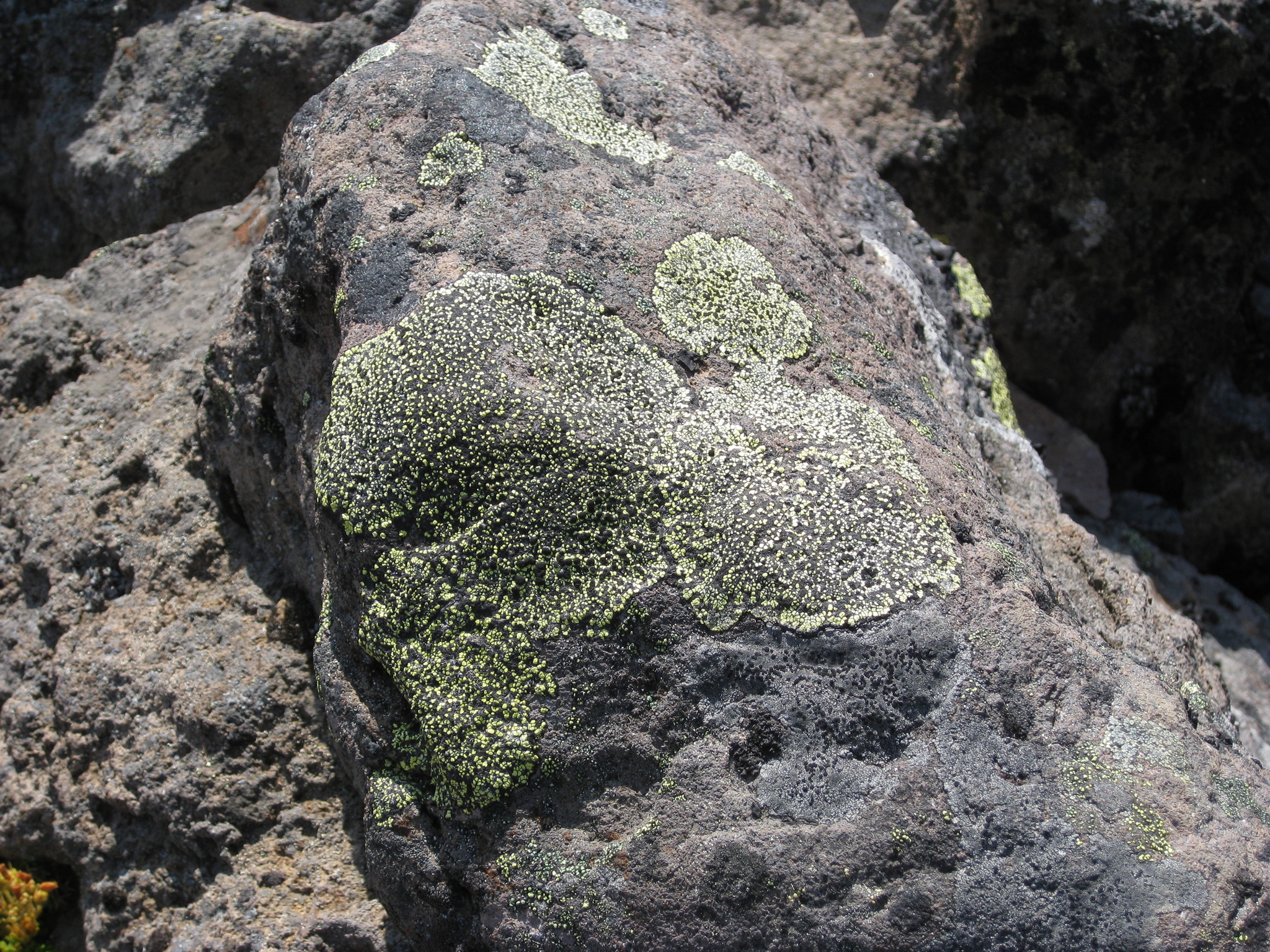 Rhizocarpon image