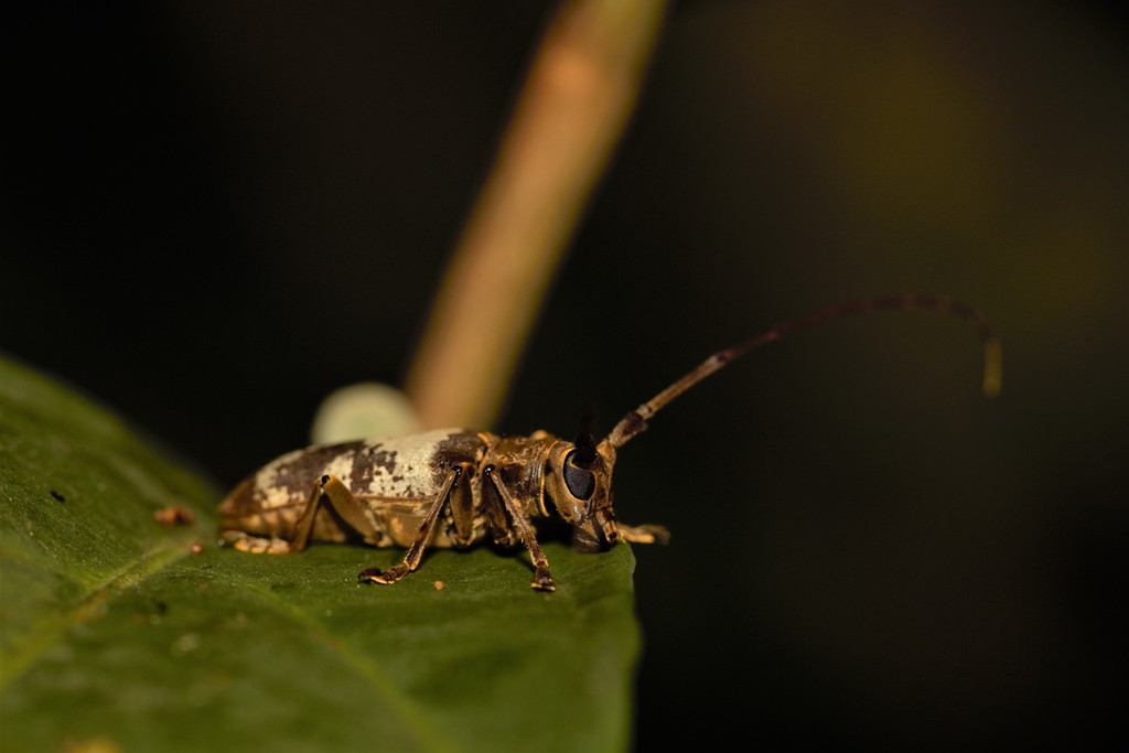 Monochamus griseoplagiatus