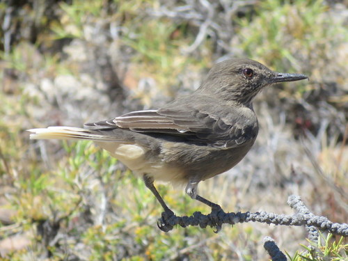 Agriornis montanus