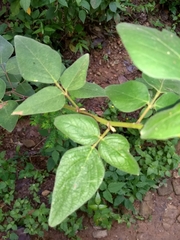 Desmodium lindheimeri