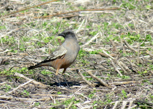 Neoxolmis rufiventris