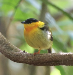 Orange-Collared Manakin photo 2