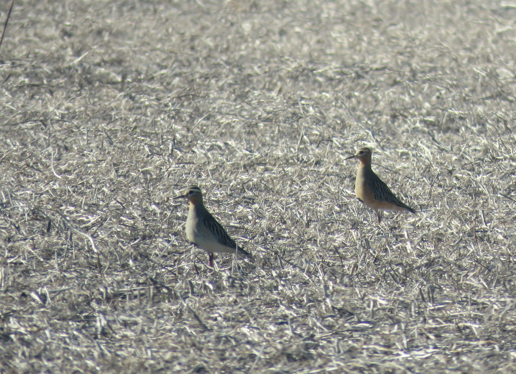 Tawny-throated Dotterel from Gral Lopez, Santa Fe, Argentina on June 17 ...