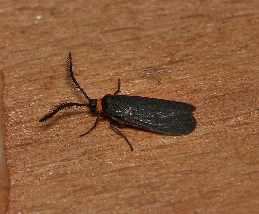 Acoloithus novaricus