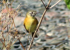 Polystictus pectoralis