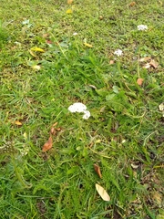 Achillea millefolium