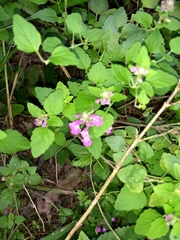 Scutellaria seleriana