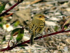 Polystictus pectoralis