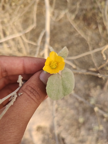 Abutilon californicum (Abutilon californicum)