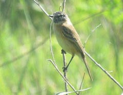 Polystictus pectoralis