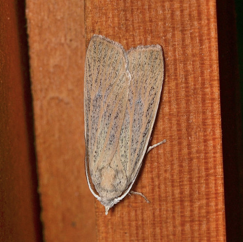 Pale Palpidia photo 5
