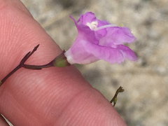 Agalinis edwardsiana