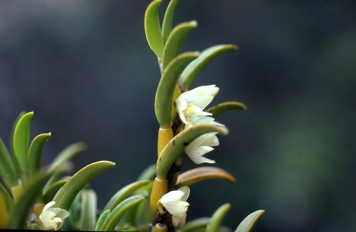 Bulbophyllum aundense Ormerod 2