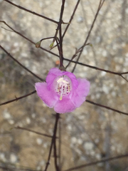 Agalinis edwardsiana
