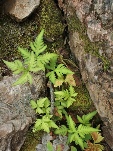 Image of Doryopteris concolor by (c) Louis Imbeau, some rights reserved (CC BY)