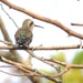 Red-billed Emerald - Photo (c) Juan Felipe Restrepo Mesa, some rights reserved (CC BY), uploaded by Juan Felipe Restrepo Mesa