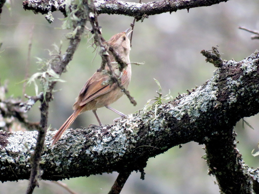 Little Thornbird