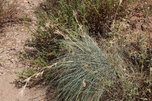 Image of Cymbopogon ambiguus by (c) Thomas Mesaglio, some rights reserved (CC BY)