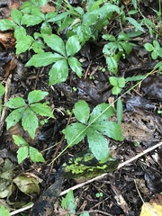 Parthenocissus quinquefolia