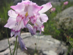 Gladiolus inflatus