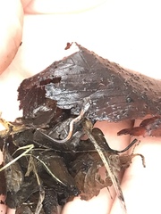 Plethodon ventralis