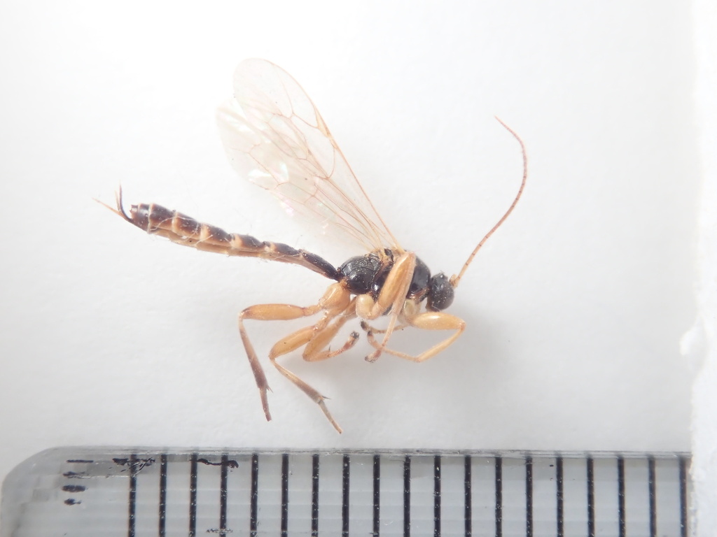 Brachyzapus