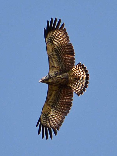 Common Black Hawk