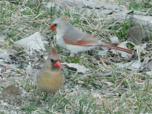 Northern Cardinal photographed in Iowa