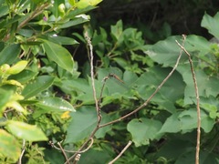 Tramea transmarina euryale