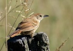 Phacellodomus striaticollis