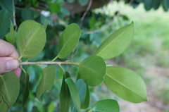 Ficus microcarpa microcarpa