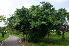 Ficus microcarpa microcarpa
