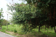 Ficus microcarpa microcarpa