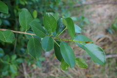 Ficus microcarpa microcarpa