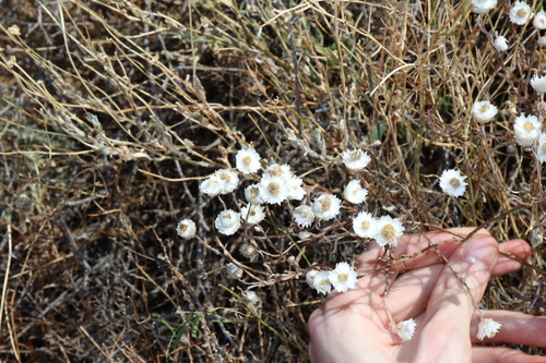 Image of Rhodanthe floribunda by (c) Thomas Mesaglio, some rights reserved (CC BY)
