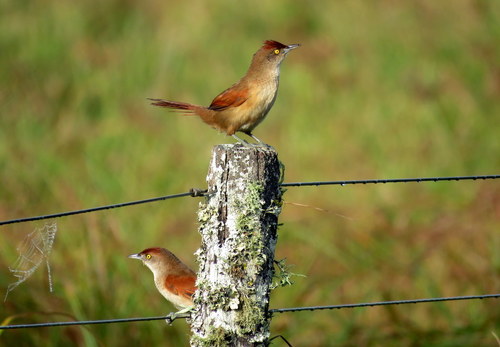 Phacellodomus ruber