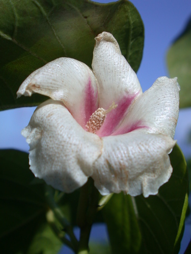 Lebronnecia kokioides observed 2004-07-20