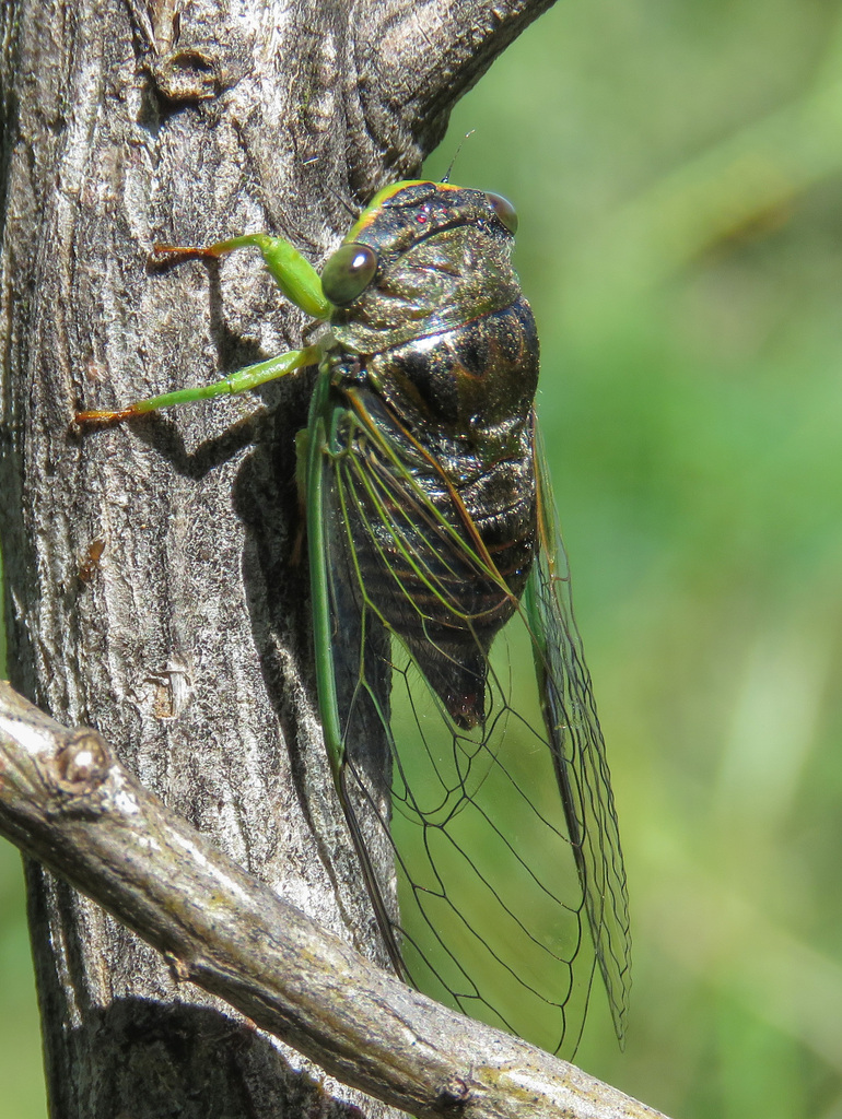 Acanthoventris