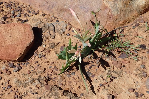 Image of Lapeirousia fabricii by no rights reserved
