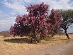 Securidaca longepedunculata