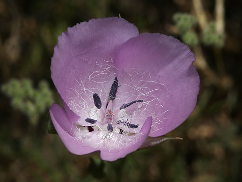 Splendid Mariposa Lily