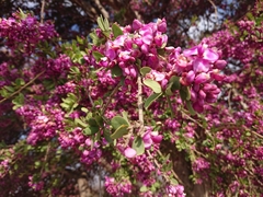 Securidaca longepedunculata