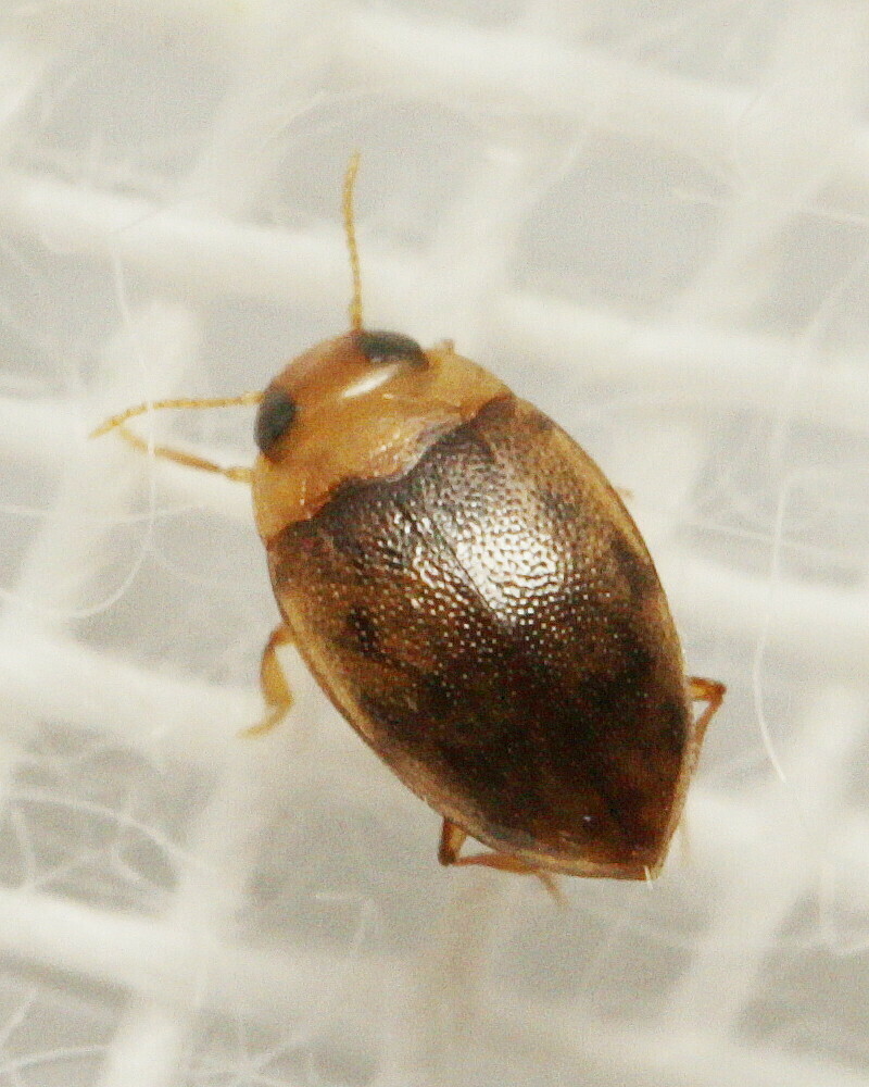 Leiodytes