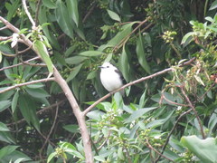 Fluvicola albiventer